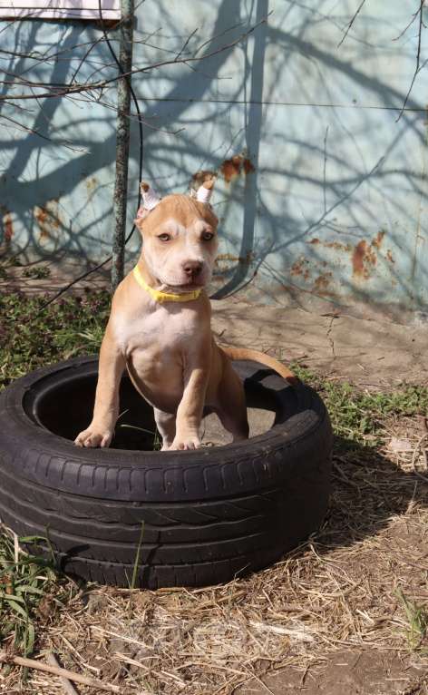 Собаки в Краснодаре: Щенки питбуля Девочка, 80 000 руб. - фото 3