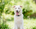 Собаки в Подольске: Собака Рикотта в добрые руки Девочка, Бесплатно - фото 5