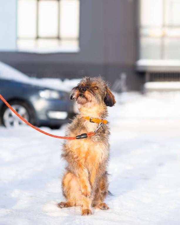 Собаки в Санкт-Петербурге: Редкой внешности собачка ищет дом Девочка, Бесплатно - фото 7