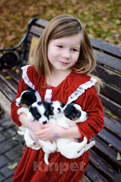 Собаки в Симферополе: Вязка с бело-черным Джек Расселом  Мальчик, Бесплатно - фото 3