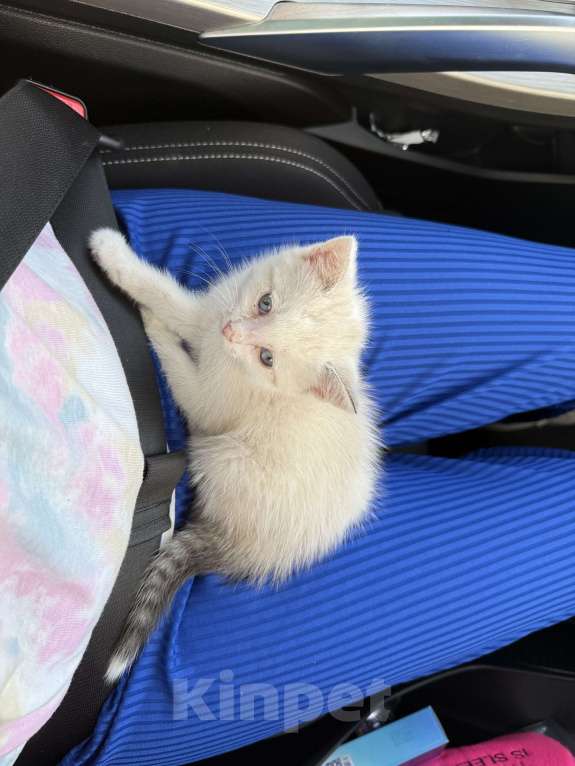 Кошки в Москве: Кот в добрые руки Мальчик, Бесплатно - фото 5