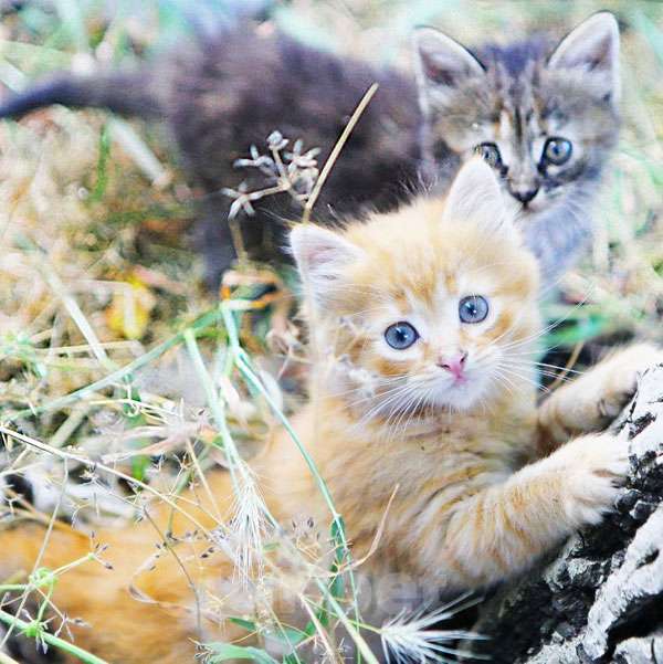 Кошки в Краснодаре: Бесподобные котята-малыши, мальчик и девочка ищут дом Мальчик, 10 руб. - фото 1
