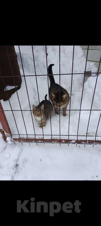 Кошки в других городах Московской области: Котосемья в поисках дома Девочка, Бесплатно - фото 2