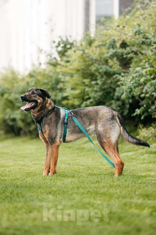 Собаки в Москве: Идеальный Ирвин ищет дом Мальчик, Бесплатно - фото 5