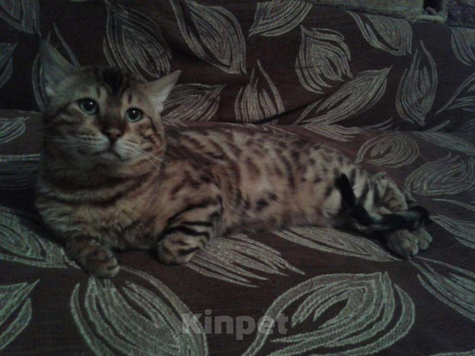 Кошки в Семенове: кот на вязку, 3 000 руб. - фото 1