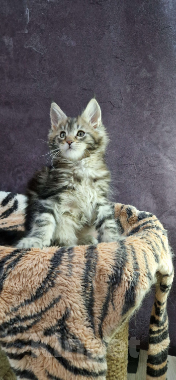 Кошки в Ижевске: Котята мейн-кун Мальчик, 60 000 руб. - фото 4