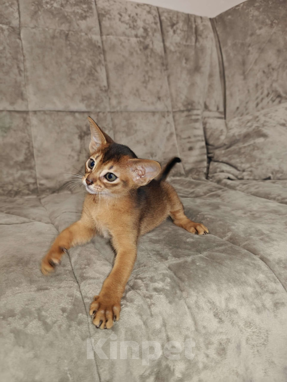 Кошки в Мытищах: Абиссинские котята в домашние любимцы Девочка 1 Девочка, 45 000 руб. - фото 5
