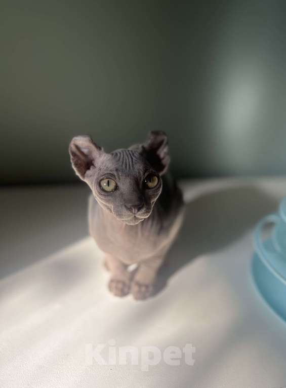 Кошки в Москве: Канадский сфинкс голубой  Девочка, Бесплатно - фото 2