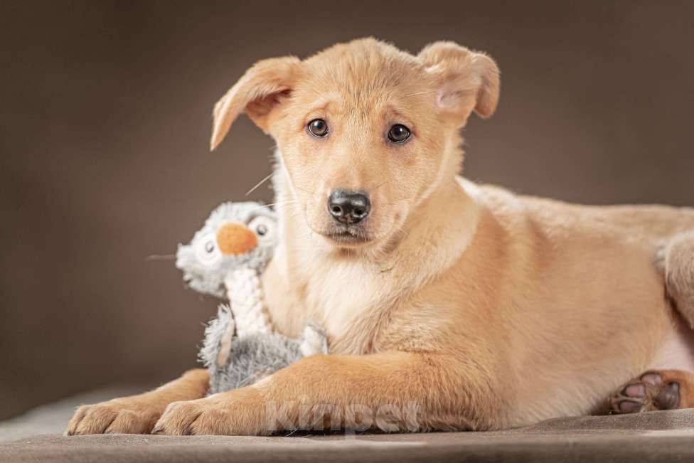Собаки в Клине: Молли — ласковая красавица станет вашим личным антистрессом Девочка, Бесплатно - фото 4