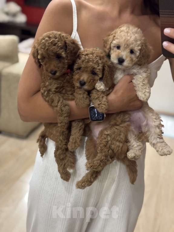 Собаки в Ростове-на-Дону: Душечка Девочка, 80 000 руб. - фото 3