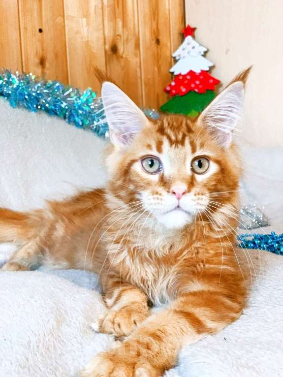 Кошки в Челябинске: КОТЕНОК МЕЙН-КУН  Мальчик, Бесплатно - фото 3