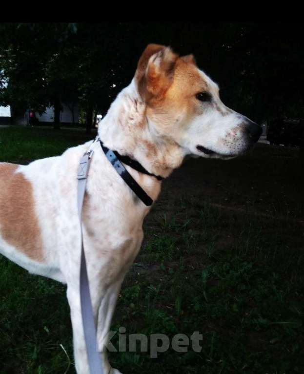 Собаки в Москве: собака алабай девочка Девочка, Бесплатно - фото 2