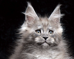 Кошки в Видном: Ласковый мальчишка мейн-кун  Мальчик, 95 000 руб. - фото 9
