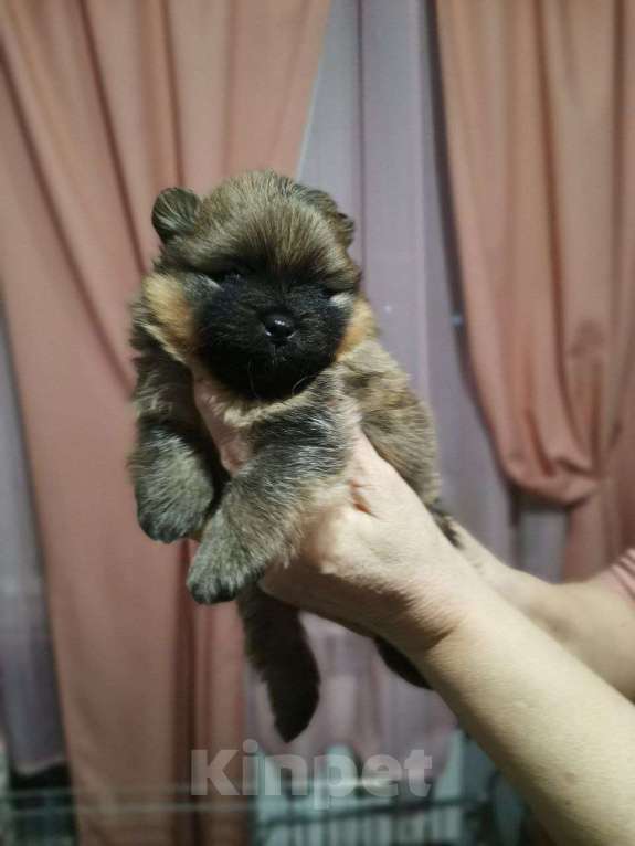 Собаки в Дзержинском: Раннее бронирование Мальчик, Бесплатно - фото 2