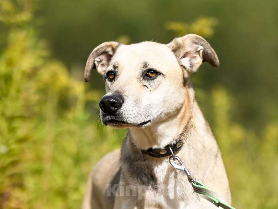 Собаки в Химках: Сахар в самые лучшие руки Мальчик, Бесплатно - фото 5