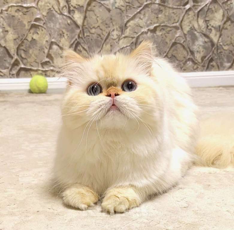 Кошки в Кисловодске: Nicole Девочка, 60 000 руб. - фото 9