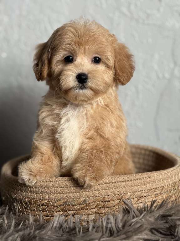 Собаки в Новосибирске: Щенок мальтипу девочка Девочка, 80 000 руб. - фото 2