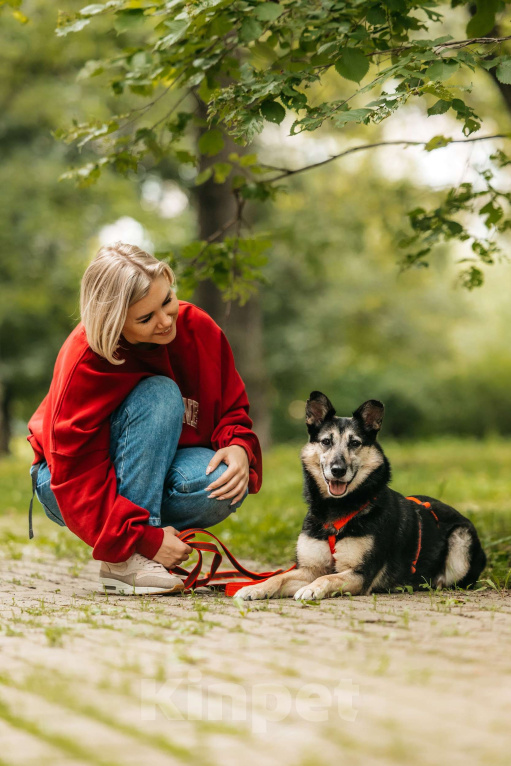 Собаки в Москве: Милая Элси в добрые руки Девочка, Бесплатно - фото 3