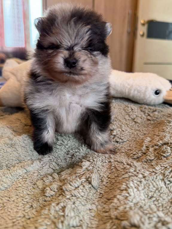 Собаки в других городах Московской области: Мерле шпиц Мальчик, 60 000 руб. - фото 3