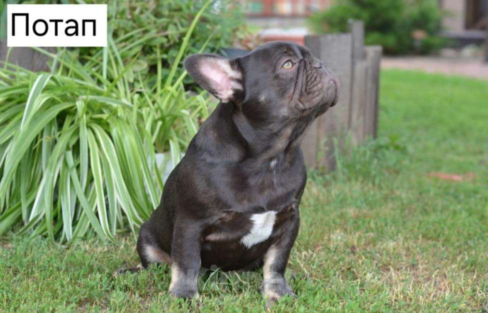 Собаки в Ореховом-Зуево: Французкий бульдог  Мальчик, 45 000 руб. - фото 2