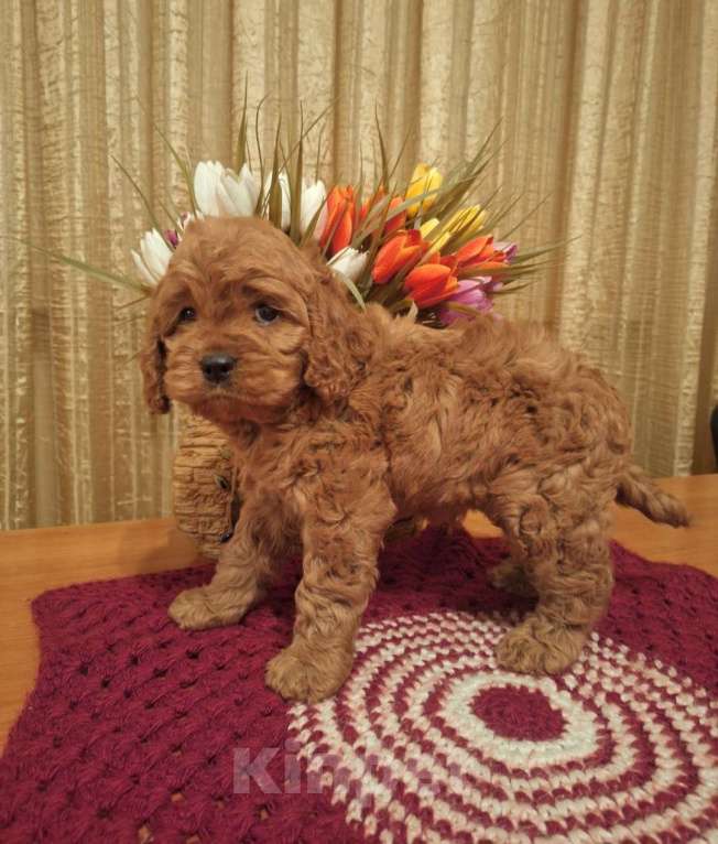 Собаки в Москве: Кокапу щенок мальчик Мальчик, 45 000 руб. - фото 4