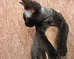 Кошки в Москве: Котята Девон рекс девочки и мальчики Девочка, 30 000 руб. - фото 5