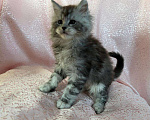 Кошки в Новосибирске: Котята мейн-кун (1 полидакт) Девочка, 8 000 руб. - фото 1