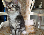 Кошки в Москве: Котята мейн-кун Девочка, 40 000 руб. - фото 4