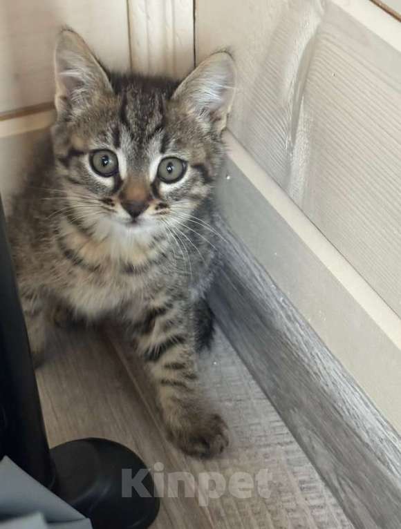 Кошки в Москве: Игривый, любознательный и очень милый малыш Барсик ищет дом. Мальчик, Бесплатно - фото 4