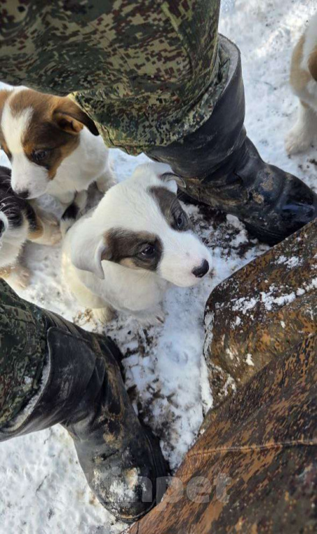 Собаки в Москве: В поисках дома Девочка, Бесплатно - фото 3