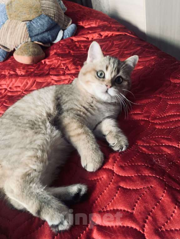 Кошки в Санкт-Петербурге: Котик Мальчик, 1 руб. - фото 7