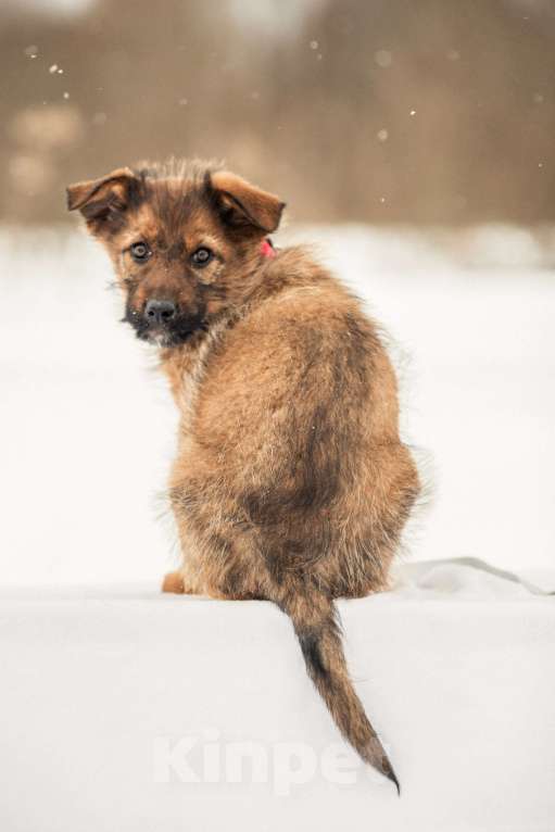 Собаки в других городах Московской области: Щенок в добрые руки Девочка, Бесплатно - фото 2