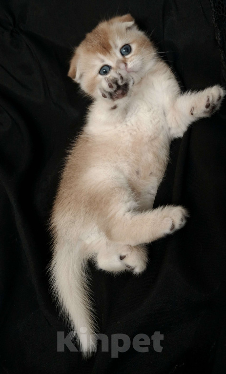 Кошки в Москве: Золотой мальчик Мальчик, 50 000 руб. - фото 1