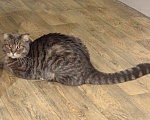 Кошки в Краснодаре: Потерялся кот Мальчик, 5 000 руб. - фото 1