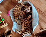 Кошки в Санкт-Петербурге: 2 мальчика  Мальчик, 25 000 руб. - фото 2