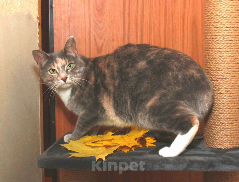 Кошки в Калуге: Мелисса, яркая трехцветка. Кошка в добрые руки.  Девочка, Бесплатно - фото 5