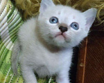 Кошки в Астрахани: Сиамский(тайский) котенок, 1 500 руб. - фото 4