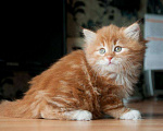 Кошки в Ливны: Рыжие Сибирские котята, 9 500 руб. - фото 1
