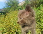 Кошки в Артёмовске: Котята, Бесплатно - фото 3