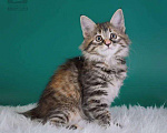 Кошки в Хасавюрте: Продажа котёнка, 10 000 руб. - фото 2