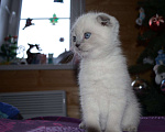 Кошки в Ливны: Шотландские котята, 13 000 руб. - фото 6