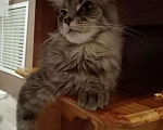 Кошки в Батайске: Котята Мейн Куна., 10 руб. - фото 5