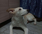 Собаки в Химках: Одам щенка 9 месяцев Мальчик, 1 руб. - фото 2
