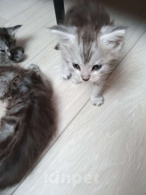 Кошки в Ставрополе: Алмаз  Мальчик, 25 000 руб. - фото 5