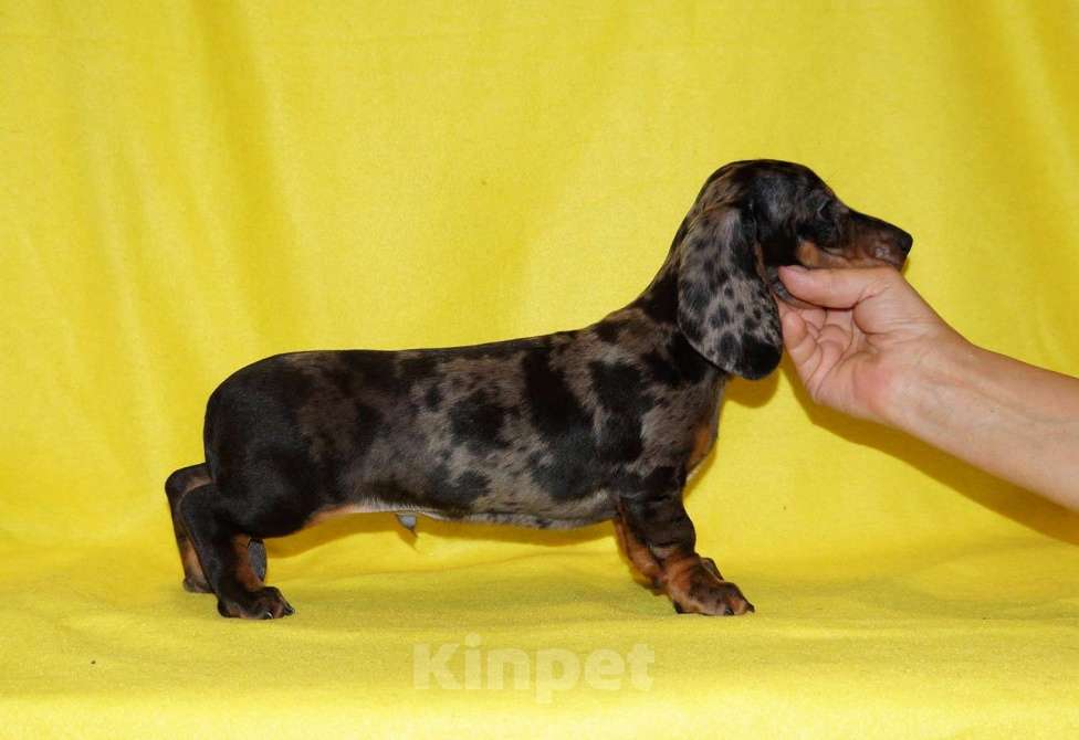 Собаки в Иваново: Такса стандартная г-ш. РКФ Мальчик, Бесплатно - фото 5