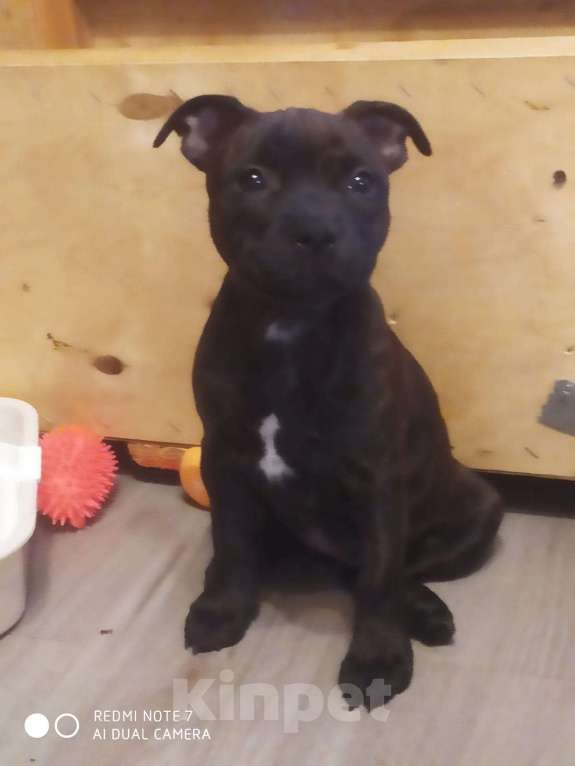 Собаки в Санкт-Петербурге: Щенки Английский стаффордширский бультерьер Мальчик, 35 000 руб. - фото 3