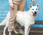 Собаки в Москве: Белый медведь Мишка, изумительный домашний пес в добрые руки Мальчик, 10 руб. - фото 4
