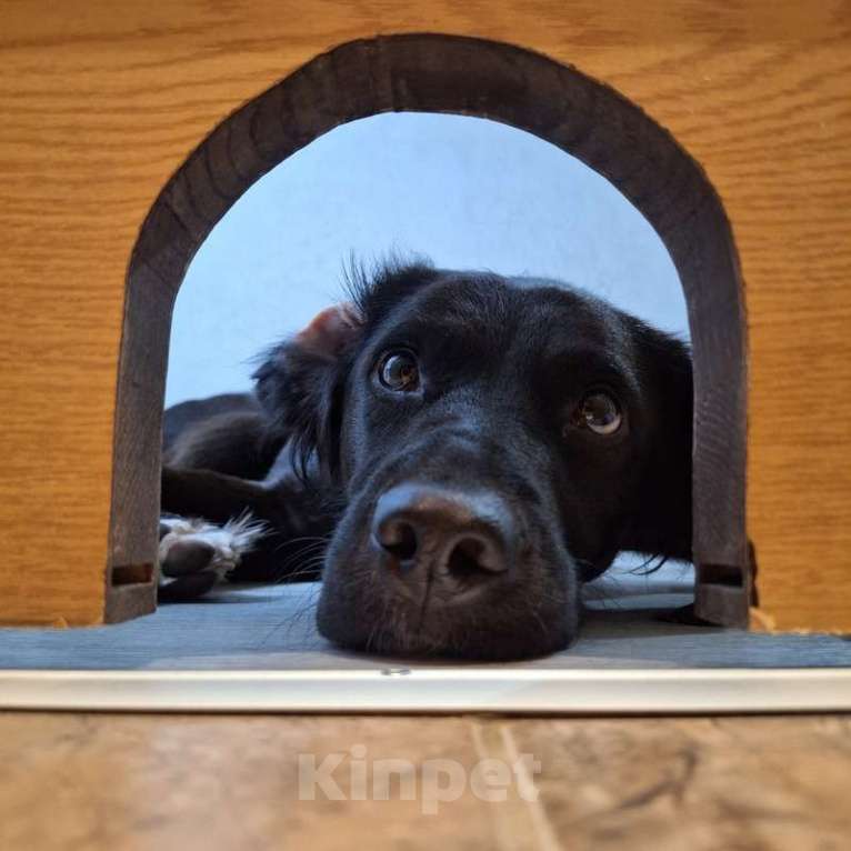 Собаки в Москве: Шоколадный Спаниель Лаки в добрые руки Девочка, 1 руб. - фото 5