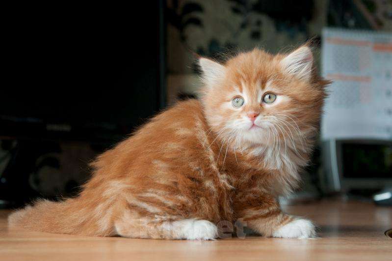 Кошки в Ливны: Рыжие Сибирские котята, 9 500 руб. - фото 1