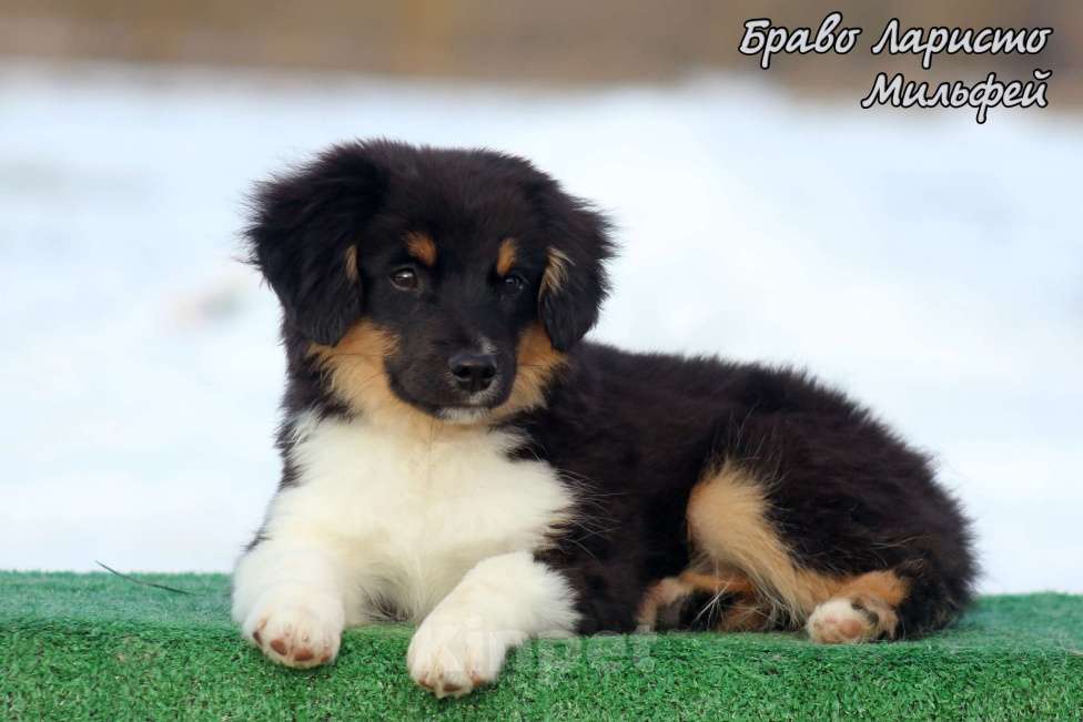 Собаки в Рязани: Питомник РКФ . щенки миниауси Мальчик, 80 000 руб. - фото 2